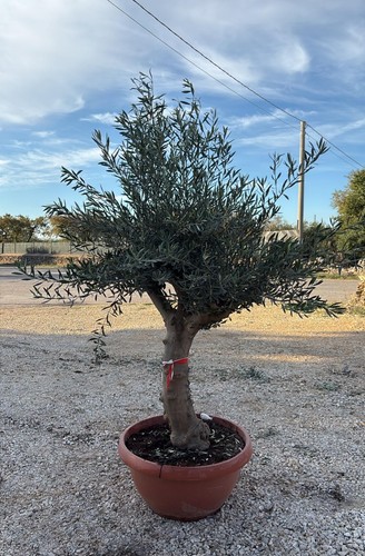 Pianta ulivo bonsai - pianta,